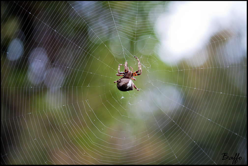 Araneus sp.